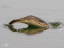 Great Crested Grebe - Perkoz Dwuczuby